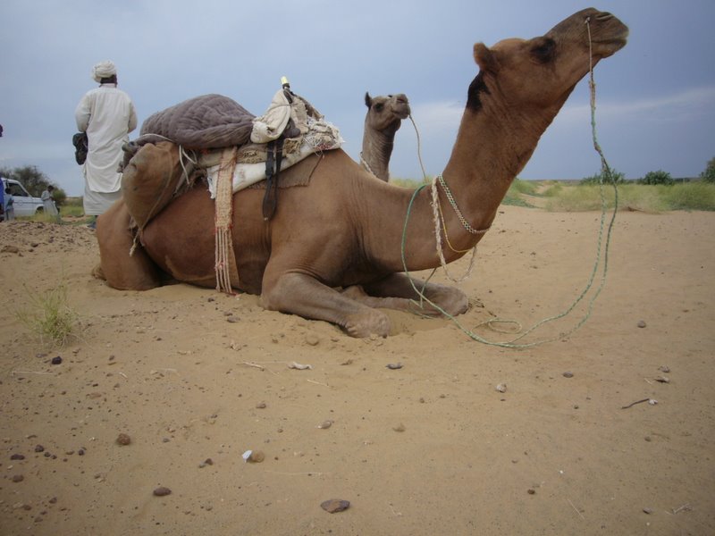 Travel - India - Rajasthan - Desert Camel Trip - Meet The Camels